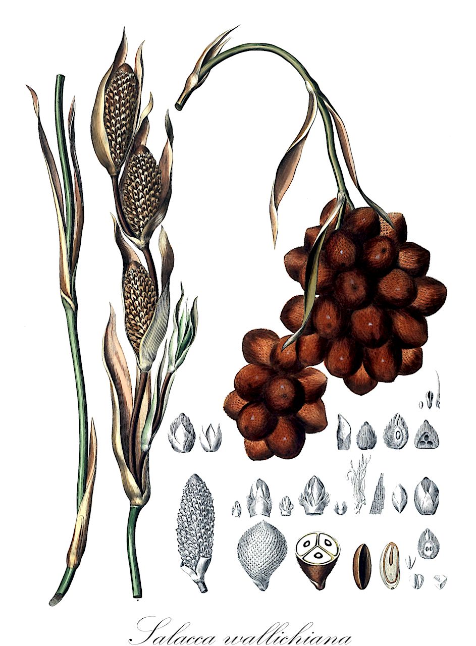 Salacca wallichiana - Arecaceae,Plantae,Pteridobiotina,Angiosperms,Arecales,Arecaceae,Salacca,Salacca wallichiana,Calamus zalacca, Salacca beccarii, Salacca macrostachya