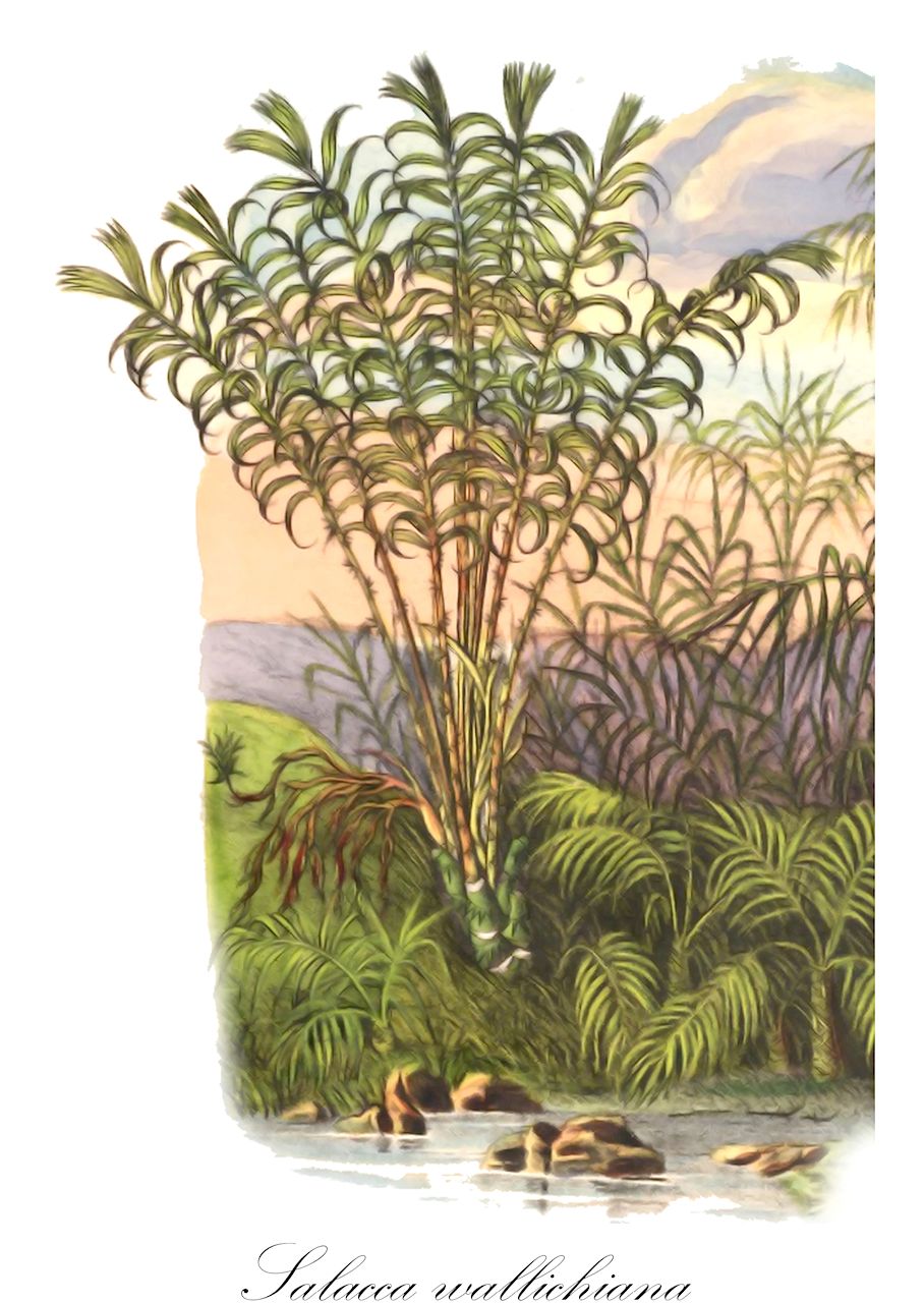 Salacca wallichiana - Arecaceae,Plantae,Pteridobiotina,Angiosperms,Arecales,Arecaceae,Salacca,Salacca wallichiana,Calamus zalacca, Salacca beccarii, Salacca macrostachya