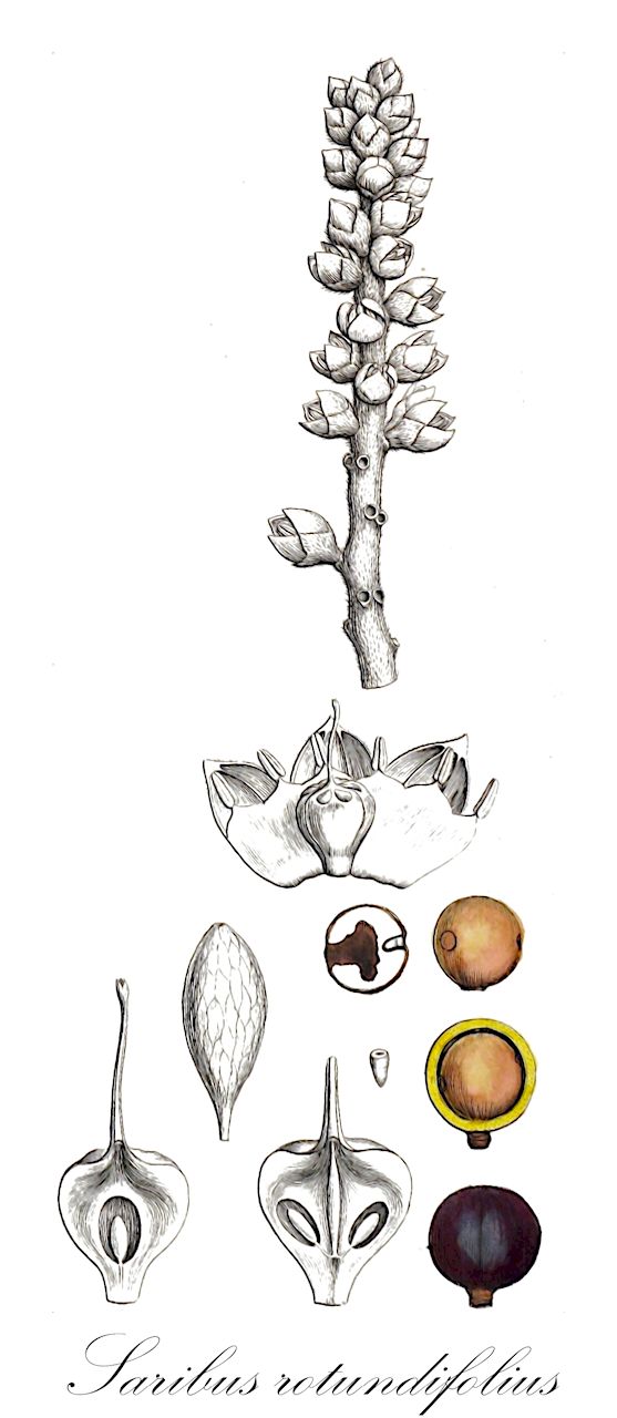 Saribus rotundifolius - Arecaceae,Plantae,Pteridobiotina,Angiosperms,Arecales,Arecaceae,Saribus,Saribus rotundifolius,Corypha rotundifolia, Licuala rotundifolia, Livistona altissima, Livistona microcarpa, Livistona mindorensis, Livistona robinsoniana, Livistona rotundifolia, Livistona rotundifolia var. luzonensis, Livistona rotundifolia var. microcarpa, Livistona rotundifolia var. mindorensis,footstool palm