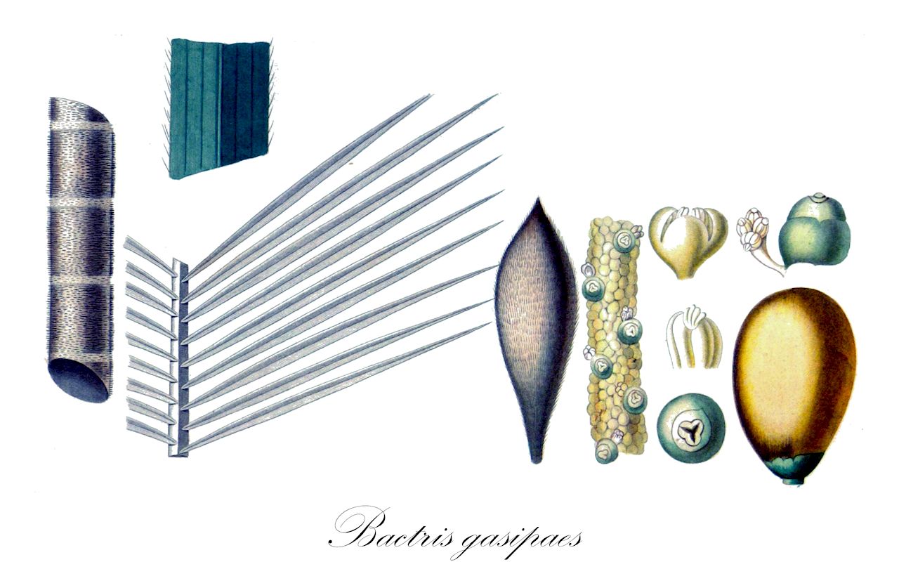 Bactris gasipaes - Arecaceae,Plantae,Pteridobiotina,Angiosperms,Arecales,Arecaceae,Bactris,Bactris gasipaes,Guilielma gasipaes
