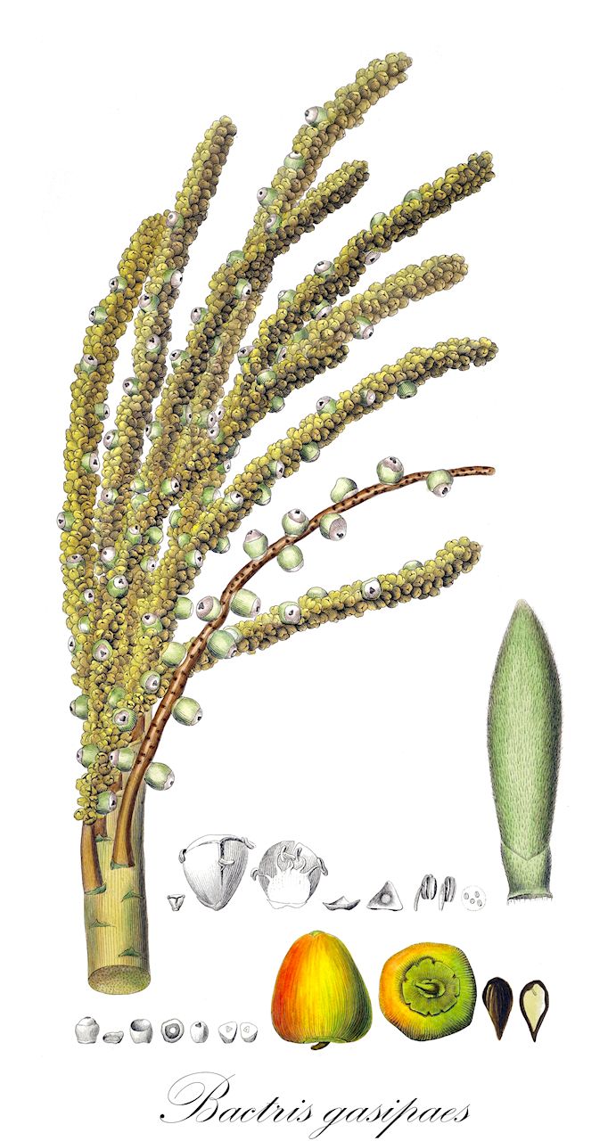 Bactris gasipaes - Arecaceae,Plantae,Pteridobiotina,Angiosperms,Arecales,Arecaceae,Bactris,Bactris gasipaes,Guilielma gasipaes