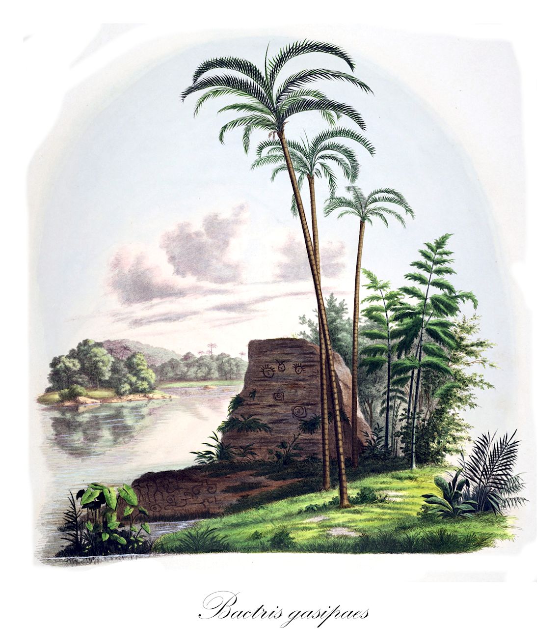 Bactris gasipaes - Arecaceae,Plantae,Pteridobiotina,Angiosperms,Arecales,Arecaceae,Bactris,Bactris gasipaes,Guilielma gasipaes