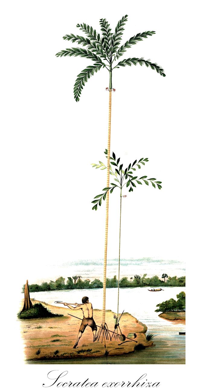 Socratea exorrhiza - Arecaceae,Plantae,Pteridobiotina,Angiosperms,Arecales,Arecaceae,Socratea,Socratea exorrhiza,Iriartea durissima, Iriartea exorrhiza, Iriartea exorrhiza var. elegans, Iriartea exorrhiza var. orbignyana, Iriartea orbignyana, Iriartea philonotia, Socratea albolineata, Socratea durissima, Socratea elegans, Socratea gracilis, Socratea hoppii, Socratea macrochlamys, Socratea orbignyana, Socratea philonotia