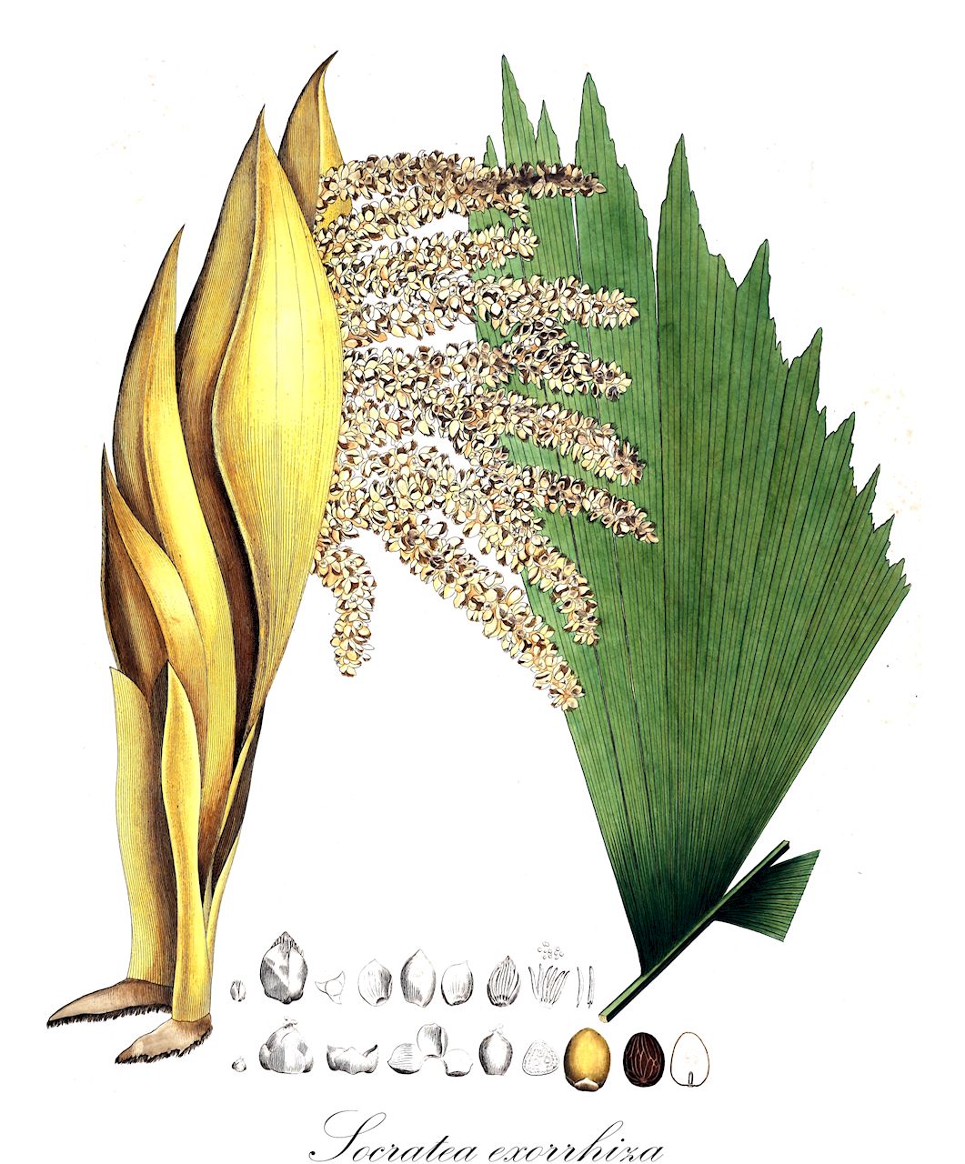 Socratea exorrhiza - Arecaceae,Plantae,Pteridobiotina,Angiosperms,Arecales,Arecaceae,Socratea,Socratea exorrhiza,Iriartea durissima, Iriartea exorrhiza, Iriartea exorrhiza var. elegans, Iriartea exorrhiza var. orbignyana, Iriartea orbignyana, Iriartea philonotia, Socratea albolineata, Socratea durissima, Socratea elegans, Socratea gracilis, Socratea hoppii, Socratea macrochlamys, Socratea orbignyana, Socratea philonotia