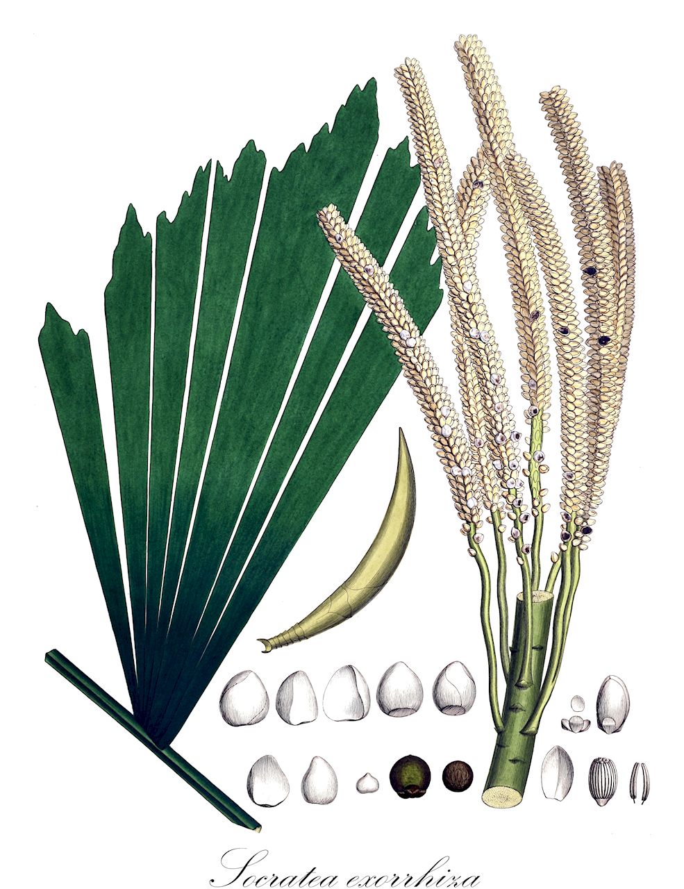 Socratea exorrhiza - Arecaceae,Plantae,Pteridobiotina,Angiosperms,Arecales,Arecaceae,Socratea,Socratea exorrhiza,Iriartea durissima, Iriartea exorrhiza, Iriartea exorrhiza var. elegans, Iriartea exorrhiza var. orbignyana, Iriartea orbignyana, Iriartea philonotia, Socratea albolineata, Socratea durissima, Socratea elegans, Socratea gracilis, Socratea hoppii, Socratea macrochlamys, Socratea orbignyana, Socratea philonotia
