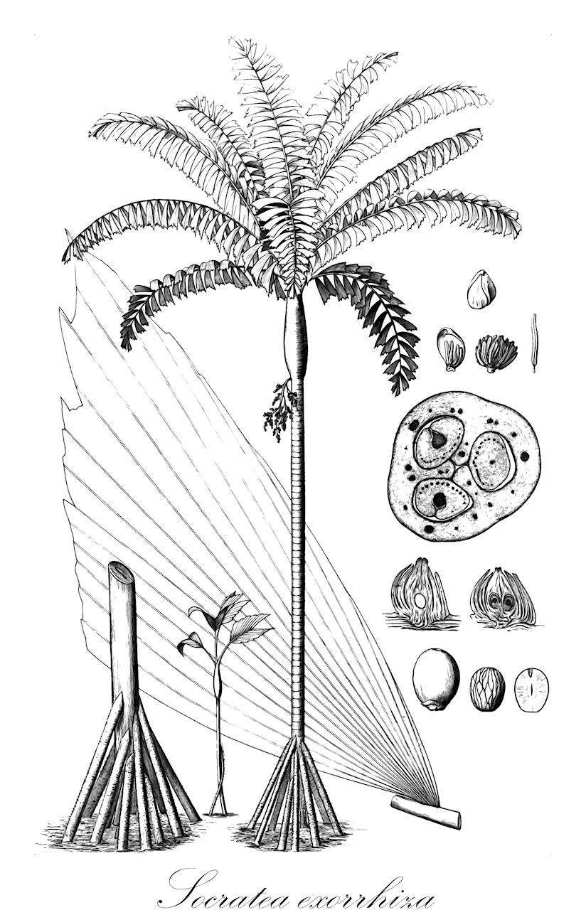 Socratea exorrhiza - Arecaceae,Plantae,Pteridobiotina,Angiosperms,Arecales,Arecaceae,Socratea,Socratea exorrhiza,Iriartea durissima, Iriartea exorrhiza, Iriartea exorrhiza var. elegans, Iriartea exorrhiza var. orbignyana, Iriartea orbignyana, Iriartea philonotia, Socratea albolineata, Socratea durissima, Socratea elegans, Socratea gracilis, Socratea hoppii, Socratea macrochlamys, Socratea orbignyana, Socratea philonotia