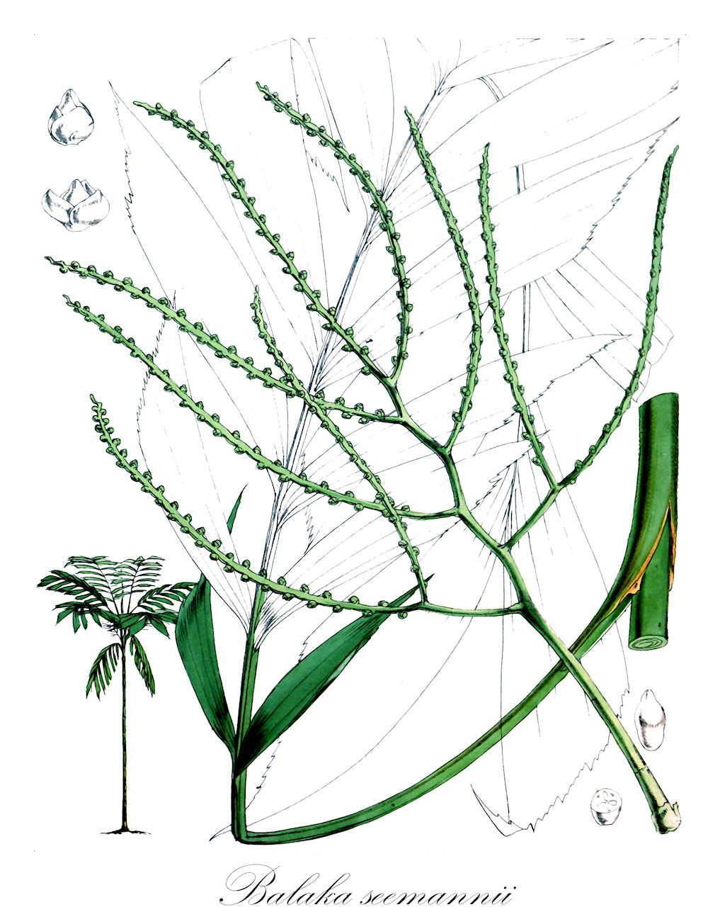 Balaka seemannii - Arecaceae,Plantae,Pteridobiotina,Angiosperms,Arecales,Arecaceae,Balaka,Balaka seemannii,Actinophloeus kerstenianus, Balaka cuneata, Balaka gracilis, Balaka kersteniana, Balaka perbrevis, Drymophloeus kerstenianus, Drymophloeus seemannii, Kentia kersteniana, Ptychosperma kerstenianum, Ptychosperma perbreve, Ptychosperma seemannii, Saguaster perbrevis, Saguaster seemannii, Vitiphoenix seemannii