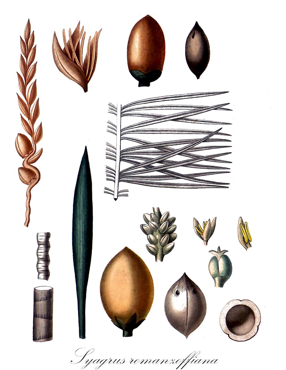 Syagrus romanzoffiana - Arecaceae,Plantae,Pteridobiotina,Angiosperms,Arecales,Arecaceae,Syagrus,Syagrus romanzoffiana,Arecastrum romanzoffianum, Arecastrum romanzoffianum subvar. minus, Arecastrum romanzoffianum var. australe, Arecastrum romanzoffianum var. genuinum, Arecastrum romanzoffianum var. micropindo, Calappa acrocomioides, Calappa australis, Calappa datil, Calappa martiana, Calappa plumosa, Calappa romanzoffiana, Cocos acrocomioides, Cocos arechavaletana, Cocos australis, Cocos australis, Cocos datil, Cocos geriba, Cocos martiana, Cocos plumosa, Cocos romanzoffiana, Cocos romanzoffiana var. plumosa, Syagrus plumosa,queen palm