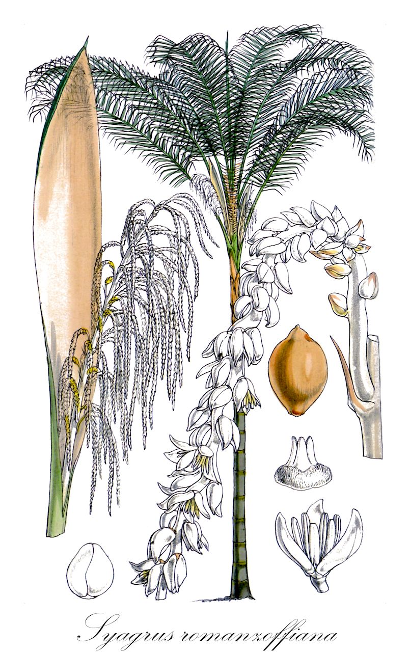 Syagrus romanzoffiana - Arecaceae,Plantae,Pteridobiotina,Angiosperms,Arecales,Arecaceae,Syagrus,Syagrus romanzoffiana,Arecastrum romanzoffianum, Arecastrum romanzoffianum subvar. minus, Arecastrum romanzoffianum var. australe, Arecastrum romanzoffianum var. genuinum, Arecastrum romanzoffianum var. micropindo, Calappa acrocomioides, Calappa australis, Calappa datil, Calappa martiana, Calappa plumosa, Calappa romanzoffiana, Cocos acrocomioides, Cocos arechavaletana, Cocos australis, Cocos australis, Cocos datil, Cocos geriba, Cocos martiana, Cocos plumosa, Cocos romanzoffiana, Cocos romanzoffiana var. plumosa, Syagrus plumosa,queen palm