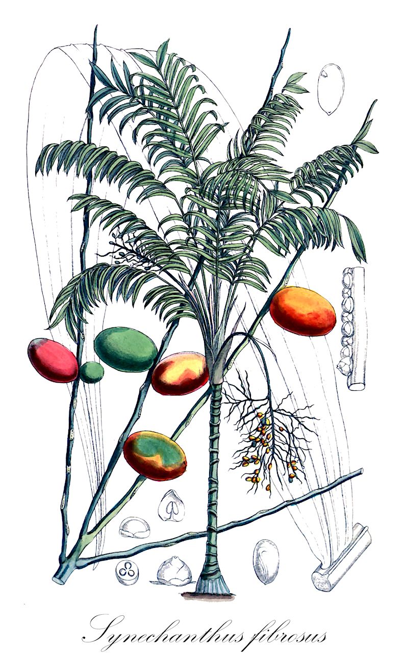 Synechanthus fibrosus - Arecaceae,Plantae,Pteridobiotina,Angiosperms,Arecales,Arecaceae,Synechanthus,Synechanthus fibrosus,Chamaedorea fibrosa, Collinia fibrosa, Rathea fibrosa, Synechanthus mexicanus