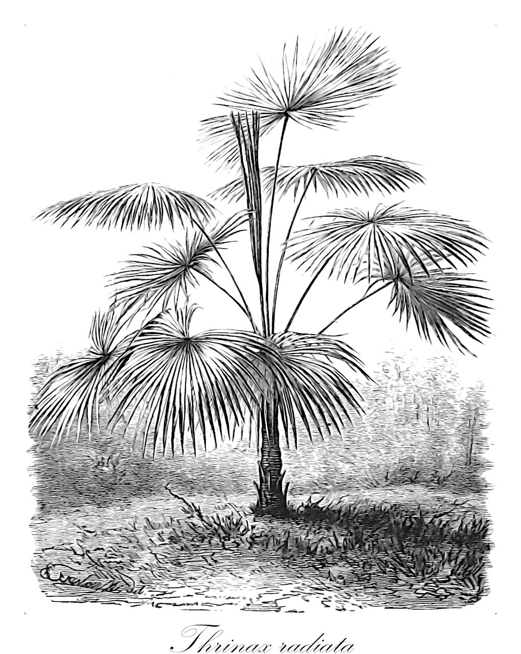 Thrinax radiata - Arecaceae,Plantae,Pteridobiotina,Angiosperms,Arecales,Arecaceae,Thrinax,Thrinax radiata,Coccothrinax martii, Coccothrinax radiata, Coccothrinax radiata, Porothrinax pumilio, Thrinax aurata, Thrinax elegans, Thrinax elegantissima, Thrinax ferruginea, Thrinax floridana, Thrinax gracilis, Thrinax maritima, Thrinax martii, Thrinax mexicana, Thrinax montana, Thrinax pumilio, Thrinax wendlandiana,thatch palm
