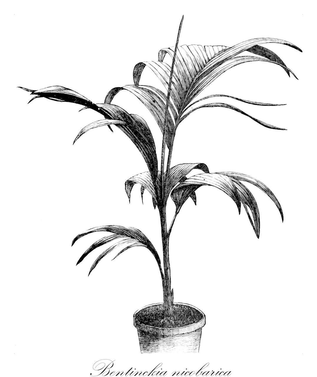 Bentinckia nicobarica - Arecaceae,Plantae,Pteridobiotina,Angiosperms,Arecales,Arecaceae,Bentinckia,Bentinckia nicobarica,Orania nicobarica