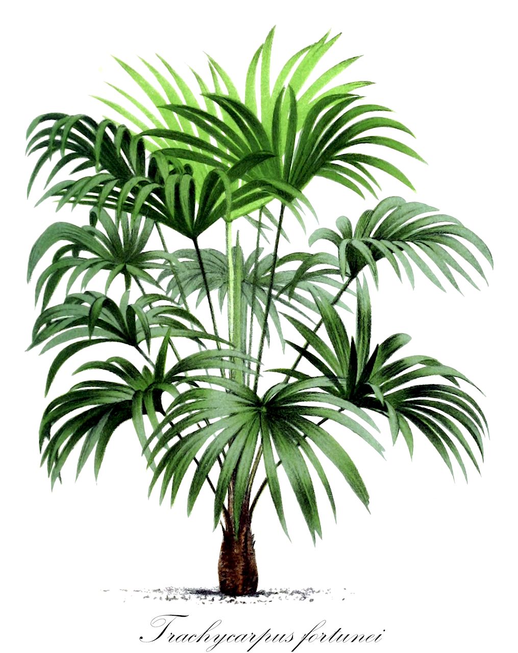 Trachycarpus fortunei - Arecaceae,Plantae,Pteridobiotina,Angiosperms,Arecales,Arecaceae,Trachycarpus,Trachycarpus fortunei,Chamaerops fortunei, Trachycarpus caespitosus, Trachycarpus wagnerianus,Fortunes Hanfpalme;Chinesische Hanfpalme;chusan palm;chinese windmill palm;chusan fan palm;windmill palm;Palmier chanvre;Palmier de Chine;Palma di Fortune