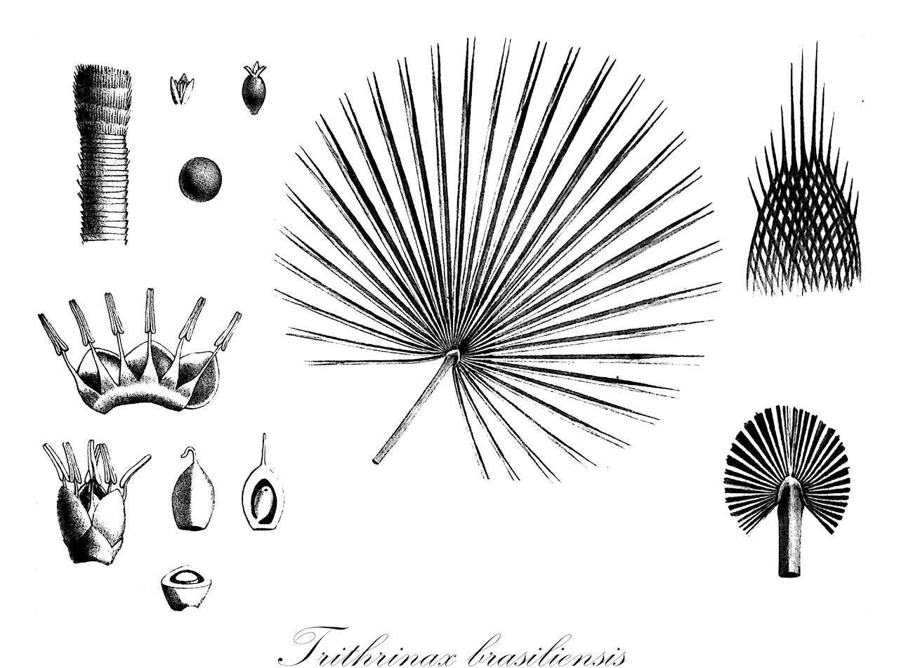 Trithrinax brasiliensis - Arecaceae,Plantae,Pteridobiotina,Angiosperms,Arecales,Arecaceae,Trithrinax,Trithrinax brasiliensis,Thrinax brasiliensis