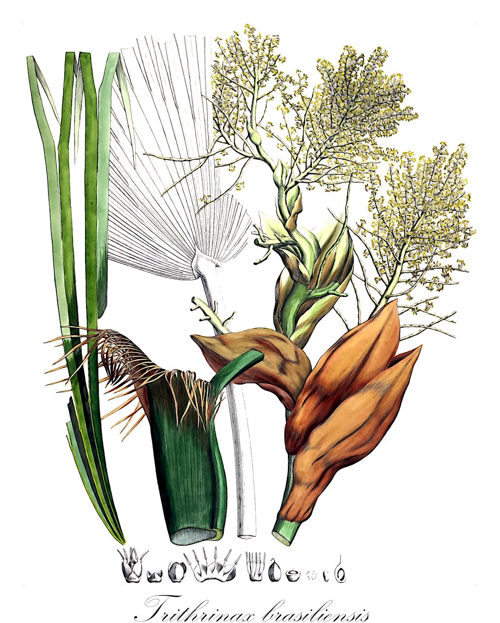 Trithrinax brasiliensis - Arecaceae,Plantae,Pteridobiotina,Angiosperms,Arecales,Arecaceae,Trithrinax,Trithrinax brasiliensis,Thrinax brasiliensis