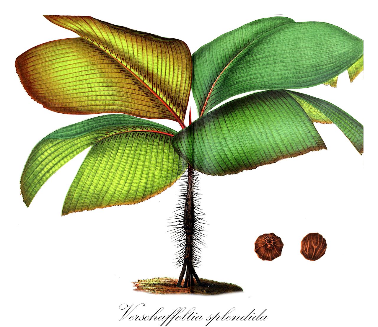 Verschaffeltia splendida - Arecaceae,Plantae,Pteridobiotina,Angiosperms,Arecales,Arecaceae,Verschaffeltia,Verschaffeltia splendida,Regelia magnifica, Regelia majestica, Regelia princeps, Stevensonia viridifolia