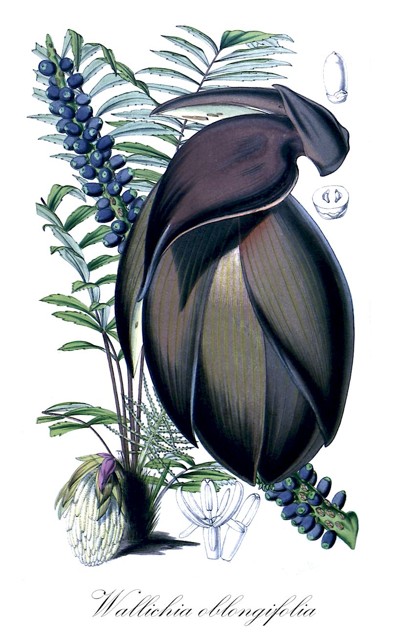 Wallichia oblongifolia - Arecaceae,Plantae,Pteridobiotina,Angiosperms,Arecales,Arecaceae,Wallichia,Wallichia oblongifolia,Harina densiflora, Harina oblongifolia, Wallichia densiflora, Wallichia oblongata