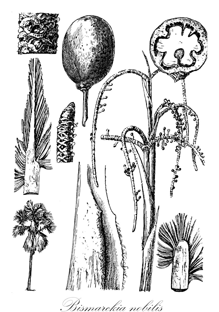 Bismarckia nobilis - Arecaceae,Plantae,Pteridobiotina,Angiosperms,Arecales,Arecaceae,Bismarckia,Bismarckia nobilis,Medemia nobilis, Medemia nobilis