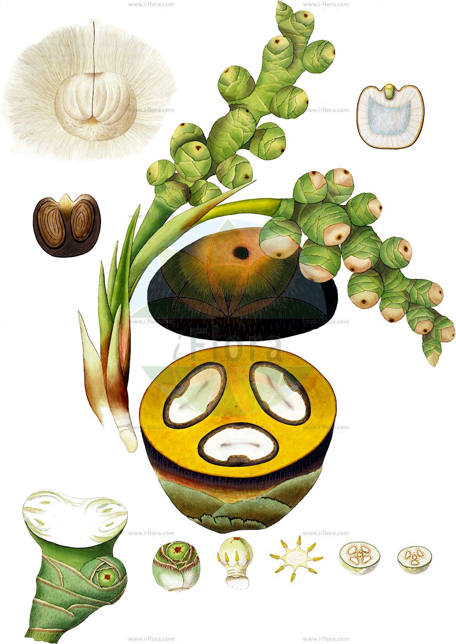 Borassus flabellifer - Arecaceae,Plantae,Pteridobiotina,Angiosperms,Arecales,Arecaceae,Borassus,Borassus flabellifer,Borassus flabelliformis, Borassus flabelliformis, Borassus sundaicus, Borassus tunicatus, Lontarus domestica, Pholidocarpus tunicatus, Thrinax tunicata,Palmyrapalme