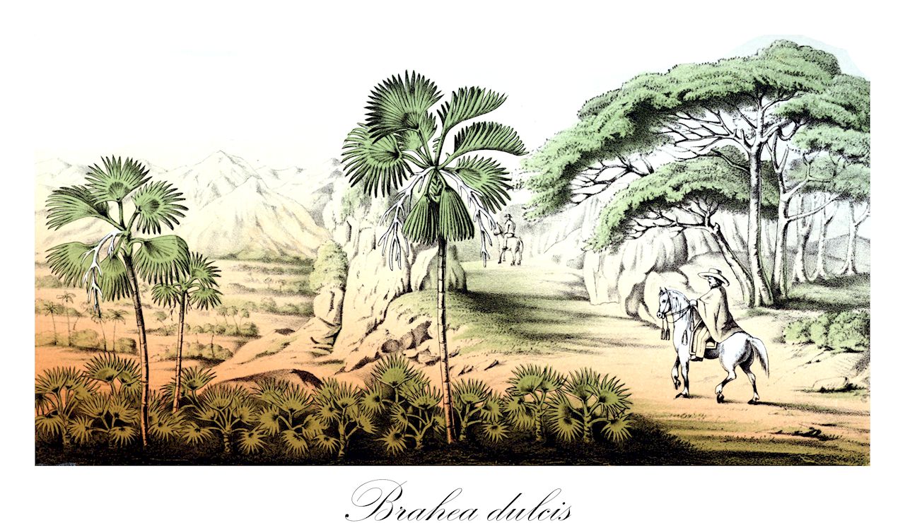 Brahea dulcis - Arecaceae,Plantae,Pteridobiotina,Angiosperms,Arecales,Arecaceae,Brahea,Brahea dulcis,Acoelorraphe schippii, Brahea bella, Brahea berlandieri, Brahea conzattii, Brahea dulcis f. humilis, Brahea dulcis var. montereyensis, Brahea edulis var. montereyensis, Brahea frigida, Brahea schippii, Copernicia depressa, Corypha dulcis, Corypha frigida, Livistona occidentalis, Thrinax tunica