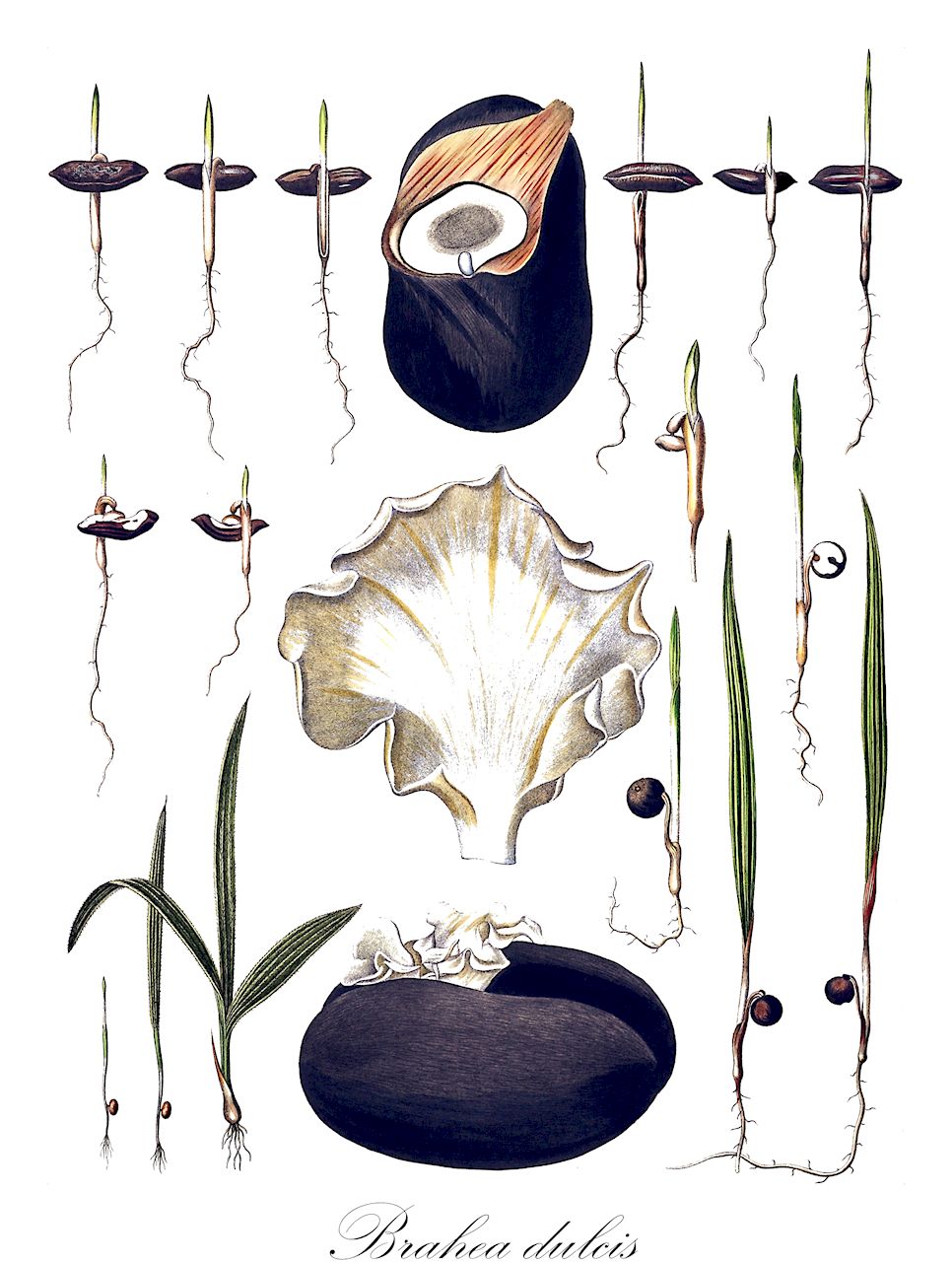 Brahea dulcis - Arecaceae,Plantae,Pteridobiotina,Angiosperms,Arecales,Arecaceae,Brahea,Brahea dulcis,Acoelorraphe schippii, Brahea bella, Brahea berlandieri, Brahea conzattii, Brahea dulcis f. humilis, Brahea dulcis var. montereyensis, Brahea edulis var. montereyensis, Brahea frigida, Brahea schippii, Copernicia depressa, Corypha dulcis, Corypha frigida, Livistona occidentalis, Thrinax tunica