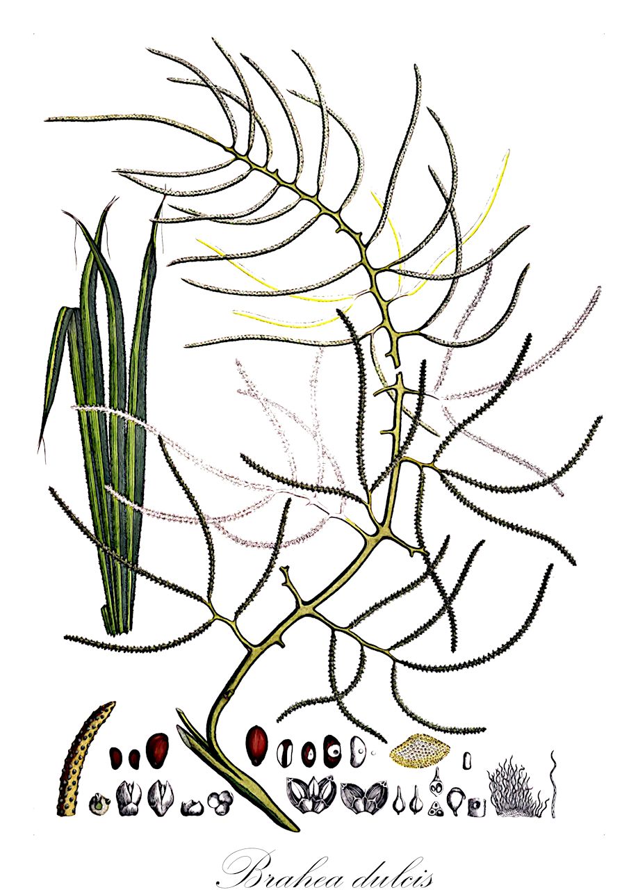 Brahea dulcis - Arecaceae,Plantae,Pteridobiotina,Angiosperms,Arecales,Arecaceae,Brahea,Brahea dulcis,Acoelorraphe schippii, Brahea bella, Brahea berlandieri, Brahea conzattii, Brahea dulcis f. humilis, Brahea dulcis var. montereyensis, Brahea edulis var. montereyensis, Brahea frigida, Brahea schippii, Copernicia depressa, Corypha dulcis, Corypha frigida, Livistona occidentalis, Thrinax tunica