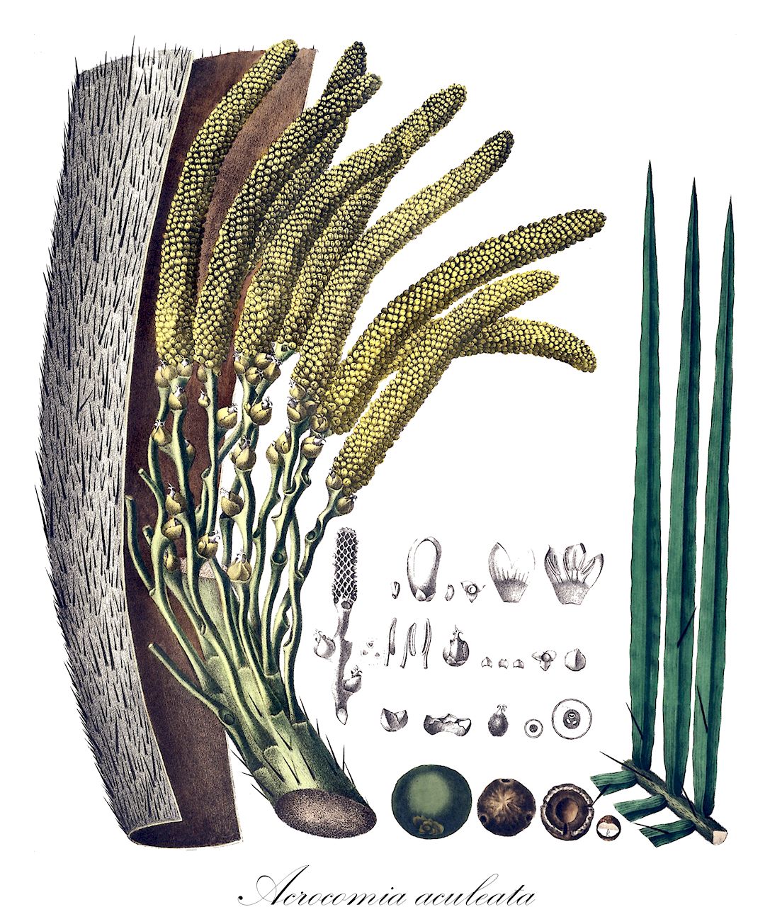 Acrocomia aculeata - Arecaceae,Plantae,Pteridobiotina,Angiosperms,Arecales,Arecaceae,Acrocomia,Acrocomia aculeata,Acrocomia antiguana, Acrocomia antioquiensis, Acrocomia belizensis, Acrocomia christopherensis, Acrocomia chunta, Acrocomia cubensis, Acrocomia erioacantha, Acrocomia fusiformis, Acrocomia glaucophylla, Acrocomia globosa, Acrocomia grenadana, Acrocomia guianensis, Acrocomia horrida, Acrocomia hospes, Acrocomia ierensis, Acrocomia karukerana, Acrocomia lasiospatha, Acrocomia media, Acrocomia mexicana, Acrocomia microcarpa, Acrocomia minor, Acrocomia mokayayba, Acrocomia odorata, Acrocomia panamensis, Acrocomia pilosa, Acrocomia quisqueyana, Acrocomia sclerocarpa, Acrocomia sclerocarpa var. wallaceana, Acrocomia sphaerocarpa, Acrocomia spinosa, Acrocomia subinermis, Acrocomia tenuifrons, Acrocomia ulei, Acrocomia viegasii, Acrocomia vinifera, Acrocomia wallaceana, Acrocomia zapotecis, Astrocaryum sclerocarpum, Bactris globosa, Bactris minor, Bactris pavoniana, Cocos aculeata, Cocos fusiformis, Palma mocaia, Palma spinosa