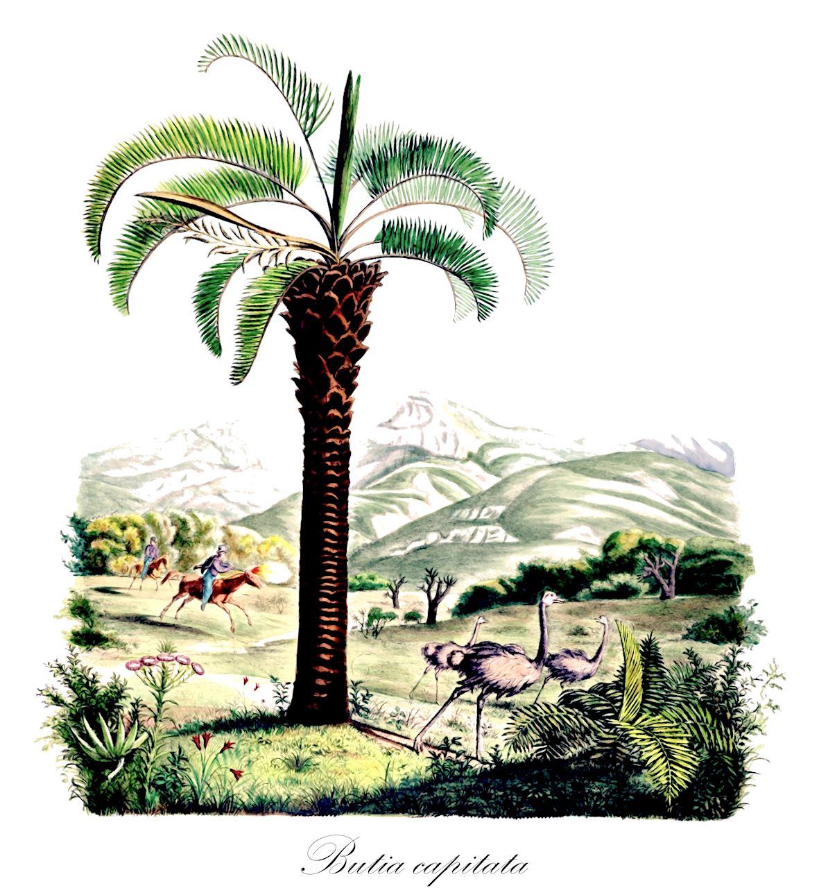 Butia capitata - Arecaceae,Plantae,Pteridobiotina,Angiosperms,Arecales,Arecaceae,Butia,Butia capitata,Butia bonnetii, Butia capitata subsp. eucapitata, Butia capitata var. rubra, Butia leiospatha, Calappa capitata, Calappa leiospatha, Cocos capitata, Cocos leiospatha, Cocos leiospatha var. angustifolia, Syagrus capitata