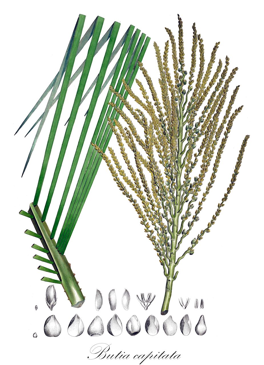 Butia capitata - Arecaceae,Plantae,Pteridobiotina,Angiosperms,Arecales,Arecaceae,Butia,Butia capitata,Butia bonnetii, Butia capitata subsp. eucapitata, Butia capitata var. rubra, Butia leiospatha, Calappa capitata, Calappa leiospatha, Cocos capitata, Cocos leiospatha, Cocos leiospatha var. angustifolia, Syagrus capitata