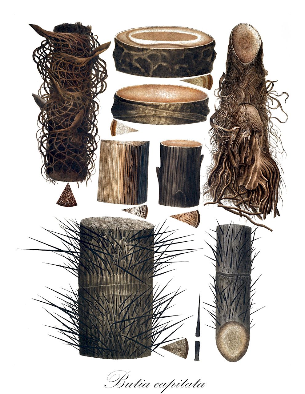 Butia capitata - Arecaceae,Plantae,Pteridobiotina,Angiosperms,Arecales,Arecaceae,Butia,Butia capitata,Butia bonnetii, Butia capitata subsp. eucapitata, Butia capitata var. rubra, Butia leiospatha, Calappa capitata, Calappa leiospatha, Cocos capitata, Cocos leiospatha, Cocos leiospatha var. angustifolia, Syagrus capitata