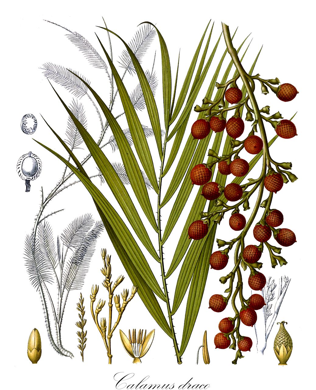 Calamus draco - Arecaceae,Plantae,Pteridobiotina,Angiosperms,Arecales,Arecaceae,Calamus,Calamus draco,Calamus draconis, Daemonorops draco, Palmijuncus draco,Drachenblutbaum;Drachenblutpalme;Rotangharzbaum