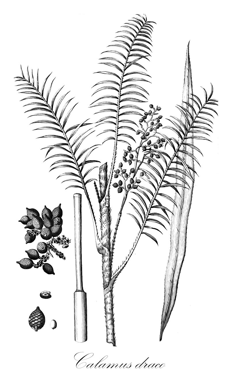 Calamus draco - Arecaceae,Plantae,Pteridobiotina,Angiosperms,Arecales,Arecaceae,Calamus,Calamus draco,Calamus draconis, Daemonorops draco, Palmijuncus draco,Drachenblutbaum;Drachenblutpalme;Rotangharzbaum