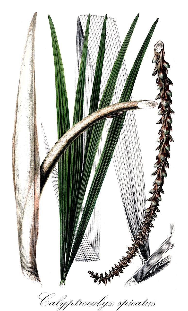 Calyptrocalyx spicatus - Arecaceae,Plantae,Pteridobiotina,Angiosperms,Arecales,Arecaceae,Calyptrocalyx,Calyptrocalyx spicatus,Areca spicata, Pinanga globosa