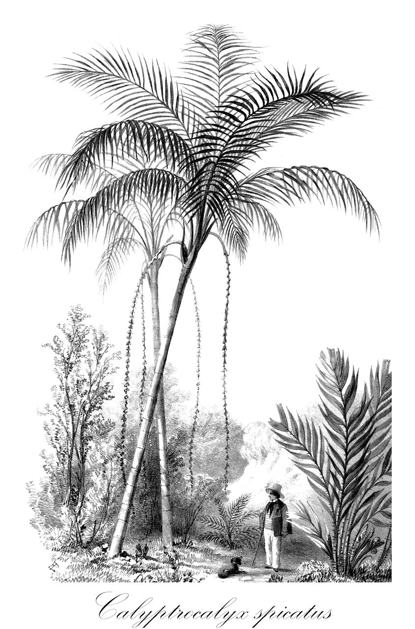 Calyptrocalyx spicatus - Arecaceae,Plantae,Pteridobiotina,Angiosperms,Arecales,Arecaceae,Calyptrocalyx,Calyptrocalyx spicatus,Areca spicata, Pinanga globosa
