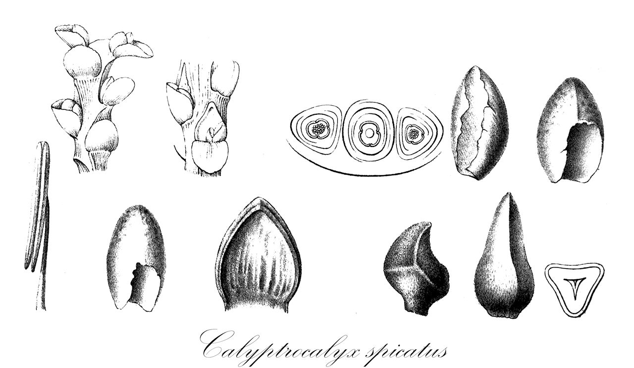 Calyptrocalyx spicatus - Arecaceae,Plantae,Pteridobiotina,Angiosperms,Arecales,Arecaceae,Calyptrocalyx,Calyptrocalyx spicatus,Areca spicata, Pinanga globosa