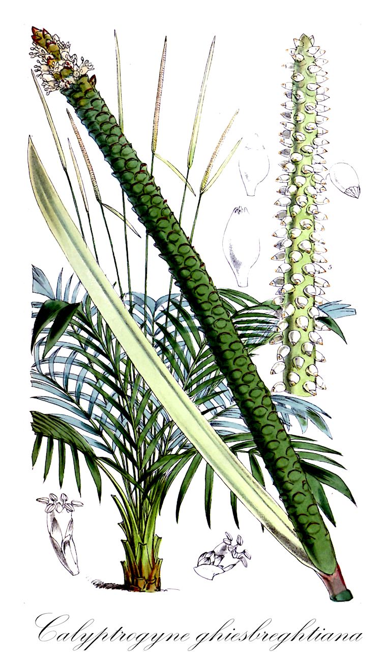 Calyptrogyne ghiesbreghtiana - Arecaceae,Plantae,Pteridobiotina,Angiosperms,Arecales,Arecaceae,Calyptrogyne,Calyptrogyne ghiesbreghtiana,Calyptrogyne spicigera, Geonoma ghiesbreghtiana