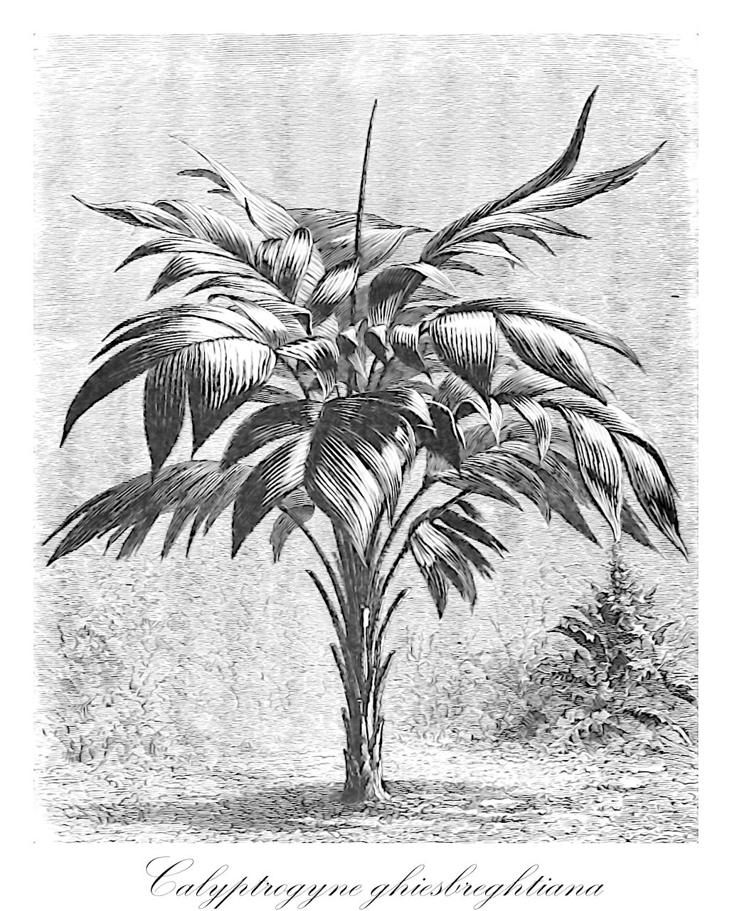 Calyptrogyne ghiesbreghtiana - Arecaceae,Plantae,Pteridobiotina,Angiosperms,Arecales,Arecaceae,Calyptrogyne,Calyptrogyne ghiesbreghtiana,Calyptrogyne spicigera, Geonoma ghiesbreghtiana