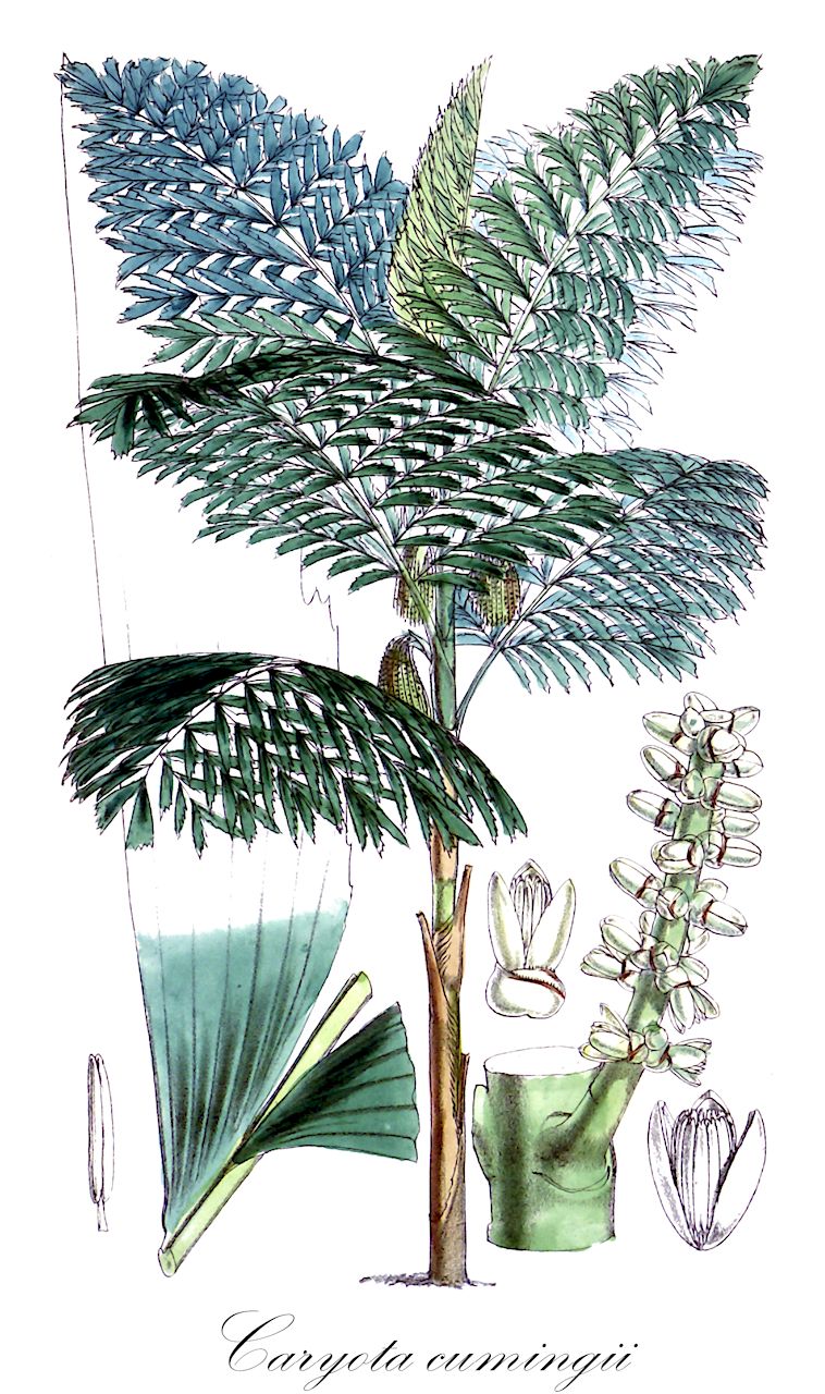 Caryota cumingii - Arecaceae,Plantae,Pteridobiotina,Angiosperms,Arecales,Arecaceae,Caryota,Caryota cumingii,Caryota blancoi, Caryota merrillii