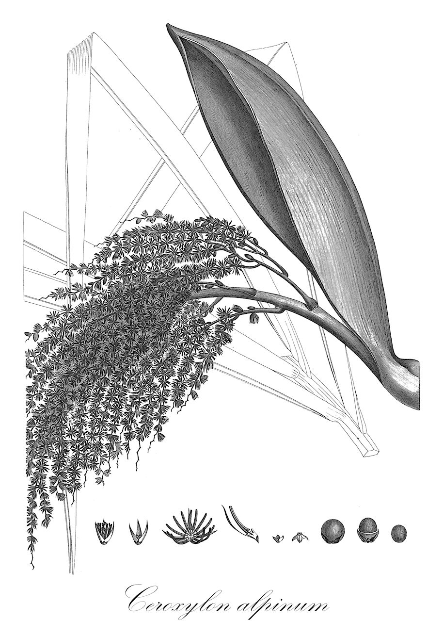 Ceroxylon alpinum - Arecaceae,Plantae,Pteridobiotina,Angiosperms,Arecales,Arecaceae,Ceroxylon,Ceroxylon alpinum,Ceroxylon alpinum subsp. alpinum, Ceroxylon andicola, Ceroxylon andicola var. occidentale, Ceroxylon ferrugineum, Ceroxylon ferrugineum, Iriartea andicola