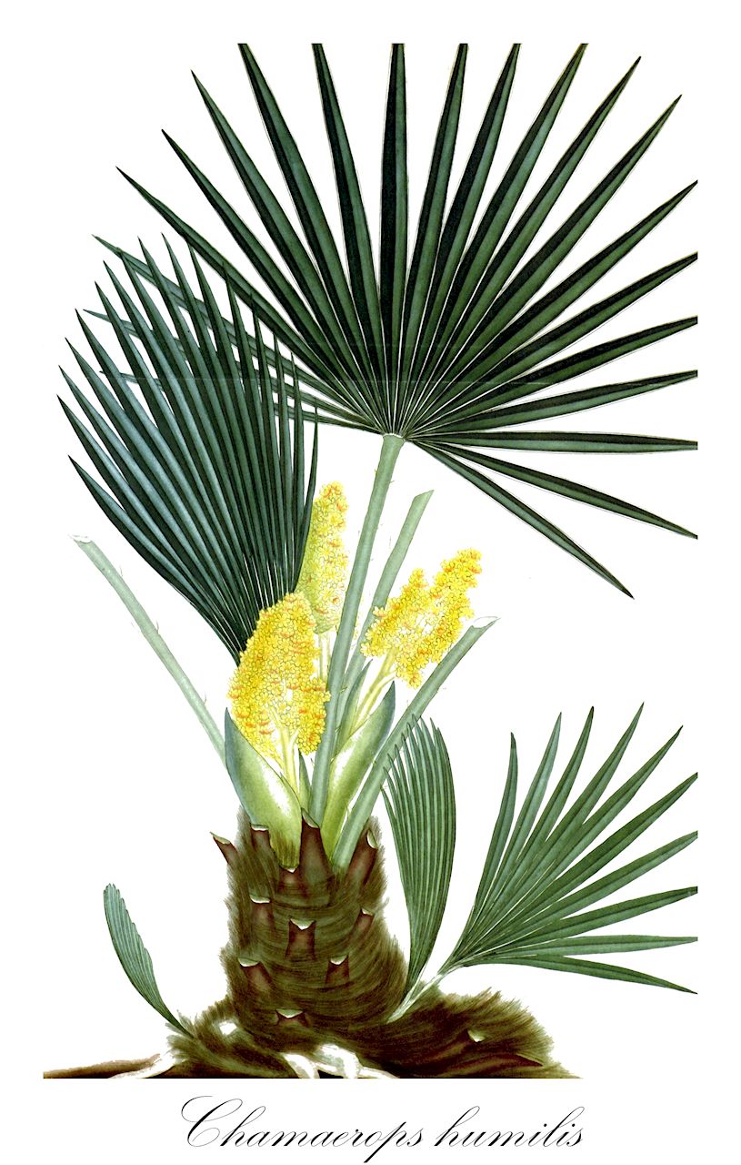 Chamaerops humilis - Arecaceae,Plantae,Pteridobiotina,Angiosperms,Arecales,Arecaceae,Chamaerops,Chamaerops humilis,Corypha humilis, Phoenix humilis, Phoenix humilis,Zwergfächerpalme;chamérops humble;palmier éventail;palmier nain;chamérops nain;doum;palmier doum;palmito;palma enana;palma de escobas;palmera enana;palma femmina;palma ventaglio;palma reale;palma di San Pietro;palma nana;cefaglione;Europese dwergpalm;palmeira-anã;palmeira-das-vassouras;palmeira-vassoureira;хамеропс приземистый;bodur palmiye;kamerops;margalló;žumara niska;Europeisk dvärgpalm;karłatka niska;kameropskarłatka niska;хамеропс низький