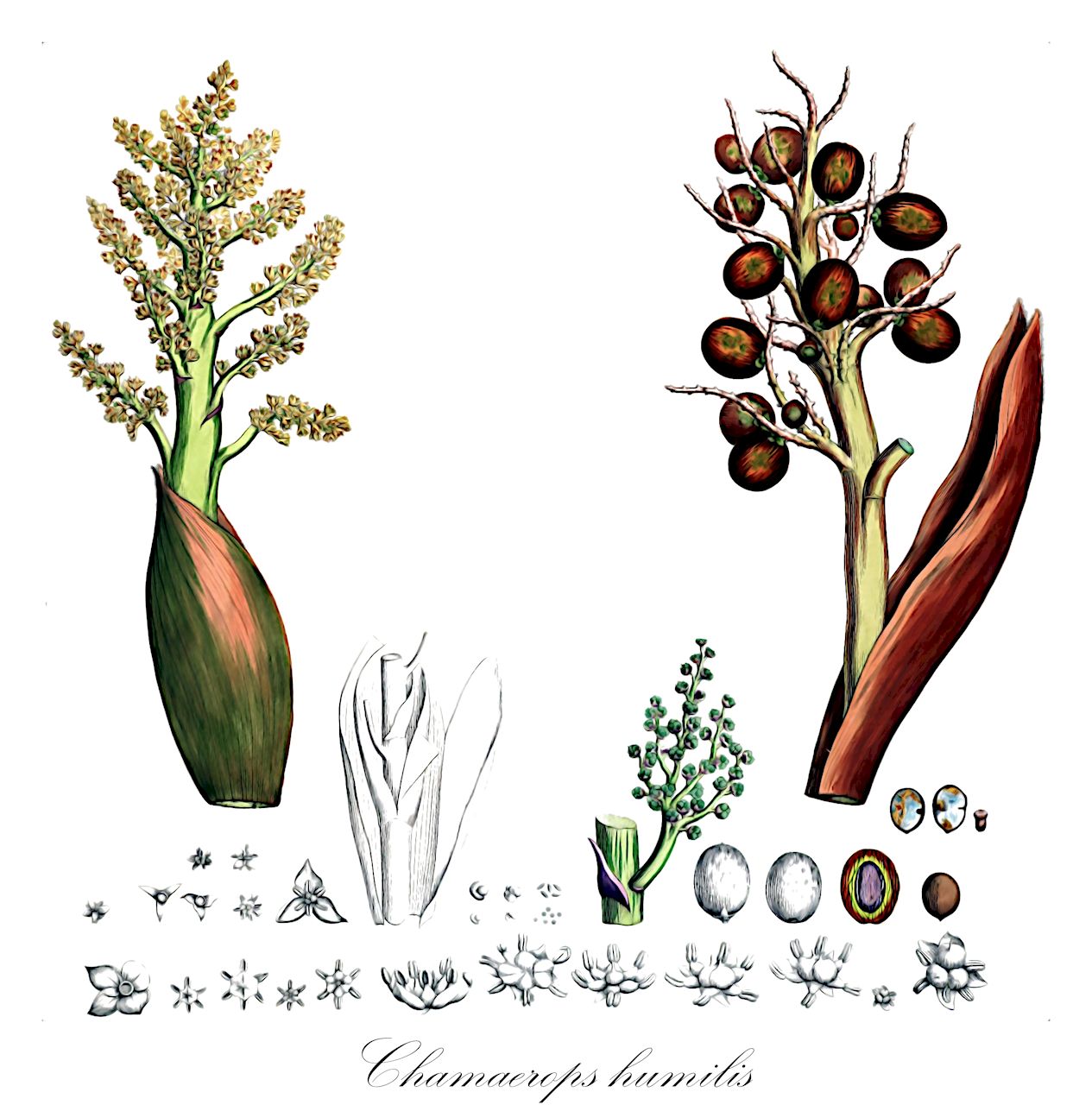 Chamaerops humilis - Arecaceae,Plantae,Pteridobiotina,Angiosperms,Arecales,Arecaceae,Chamaerops,Chamaerops humilis,Corypha humilis, Phoenix humilis, Phoenix humilis,Zwergfächerpalme;chamérops humble;palmier éventail;palmier nain;chamérops nain;doum;palmier doum;palmito;palma enana;palma de escobas;palmera enana;palma femmina;palma ventaglio;palma reale;palma di San Pietro;palma nana;cefaglione;Europese dwergpalm;palmeira-anã;palmeira-das-vassouras;palmeira-vassoureira;хамеропс приземистый;bodur palmiye;kamerops;margalló;žumara niska;Europeisk dvärgpalm;karłatka niska;kameropskarłatka niska;хамеропс низький