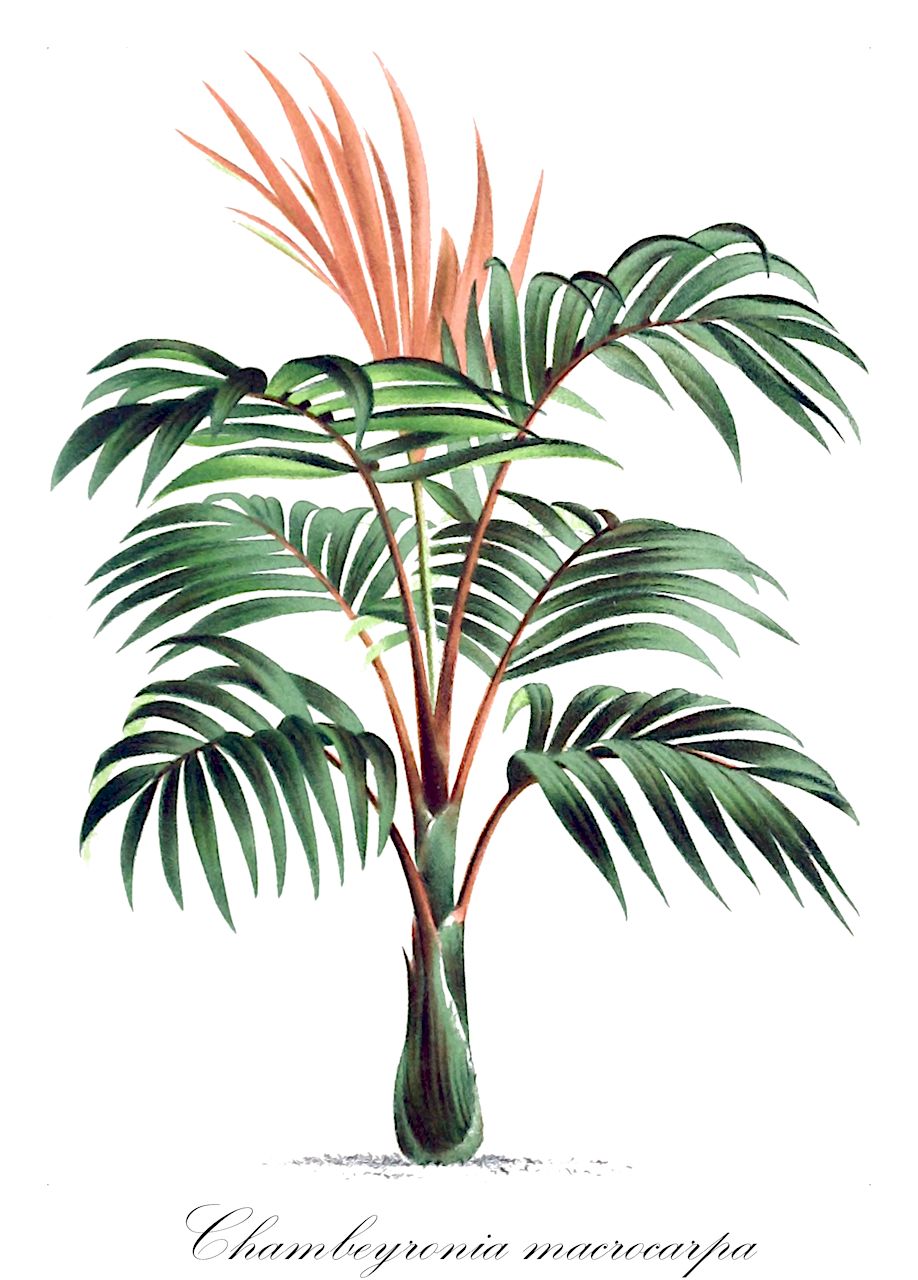 Chambeyronia macrocarpa - Arecaceae,Plantae,Pteridobiotina,Angiosperms,Arecales,Arecaceae,Chambeyronia,Chambeyronia macrocarpa,Chambeyronia hookeri, Cyphokentia macrocarpa, Cyphokentia macrocarpa, Kentia lindenii, Kentia luciani, Kentia lucianii, Kentia macrocarpa, Kentia rubricaulis, Kentiopsis lucianii, Kentiopsis macrocarpa