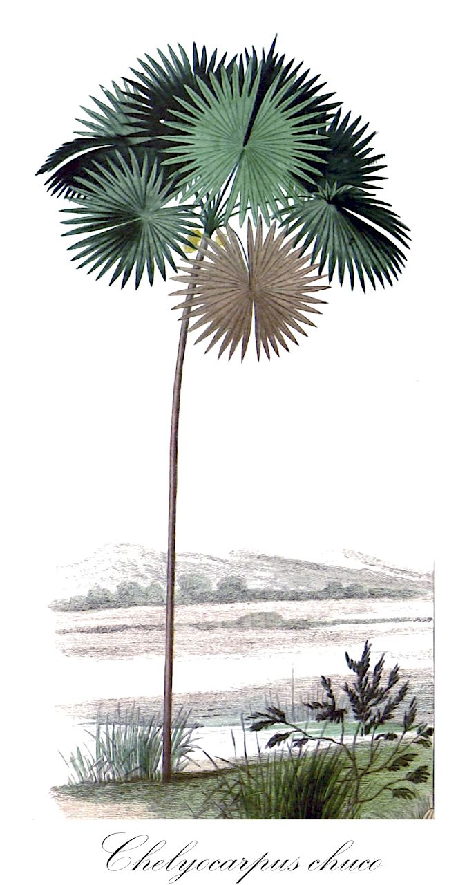 Chelyocarpus chuco - Arecaceae,Plantae,Pteridobiotina,Angiosperms,Arecales,Arecaceae,Chelyocarpus,Chelyocarpus chuco,Acanthorrhiza chuco, Tessmanniodoxa chuco, Tessmanniophoenix chuco, Thrinax chuco, Trithrinax chuco