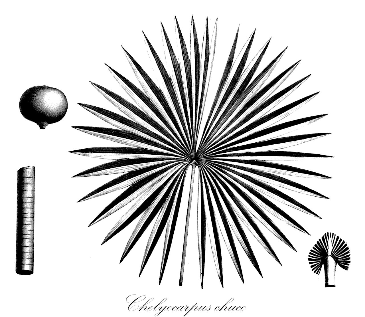 Chelyocarpus chuco - Arecaceae,Plantae,Pteridobiotina,Angiosperms,Arecales,Arecaceae,Chelyocarpus,Chelyocarpus chuco,Acanthorrhiza chuco, Tessmanniodoxa chuco, Tessmanniophoenix chuco, Thrinax chuco, Trithrinax chuco