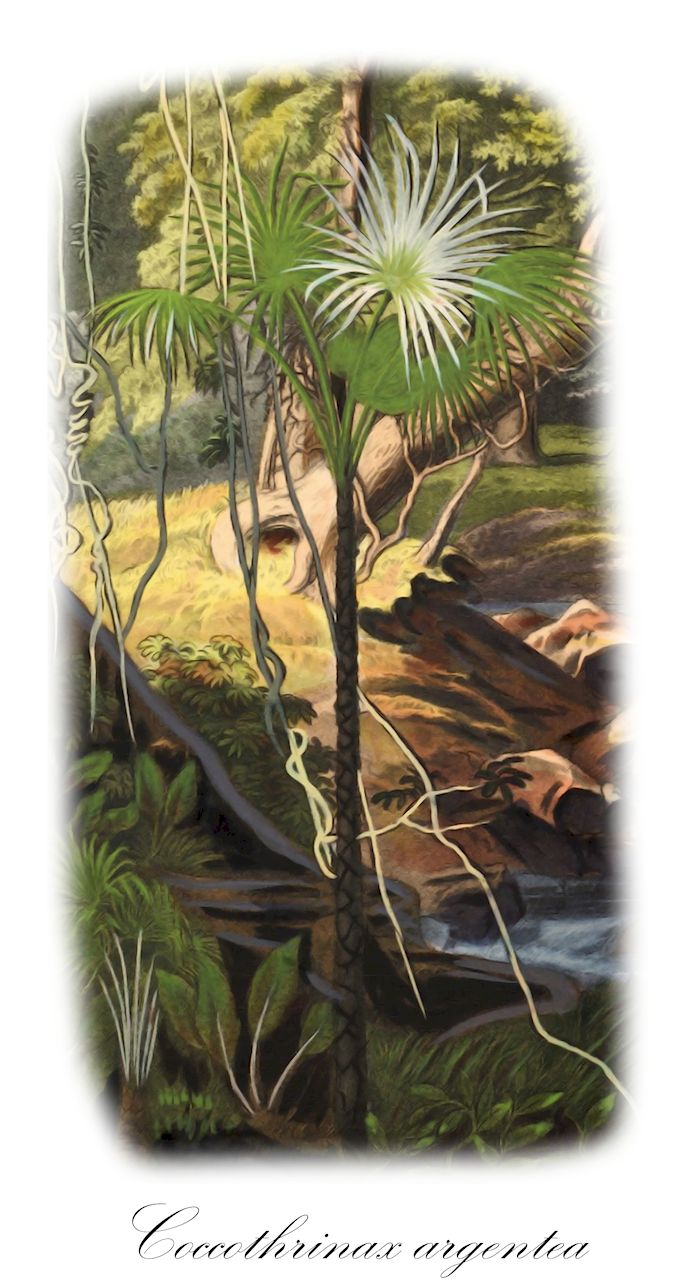 Coccothrinax argentea - Arecaceae,Plantae,Pteridobiotina,Angiosperms,Arecales,Arecaceae,Coccothrinax,Coccothrinax argentea,Acanthorhiza argentea, Acanthorrhiza argentea, Thrinax argentea, Thrinax argentea var. garberi, Thrinax fragilis, Thrinax graminifolia, Thrinax graminifolia, Thrinax longistyla, Thrinax multiflora