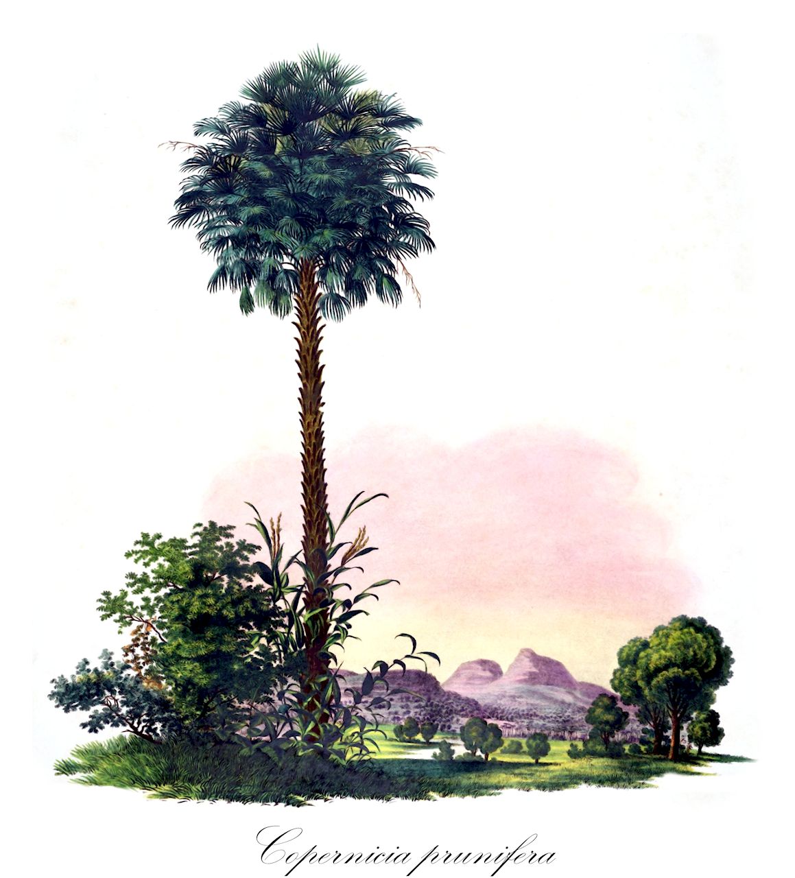 Copernicia prunifera - Arecaceae,Plantae,Pteridobiotina,Angiosperms,Arecales,Arecaceae,Copernicia,Copernicia prunifera,Arrudaria cerifera, Copernicia cerifera, Corypha cerifera, Palma prunifera,Carnaubapalme;Karnaubapalme