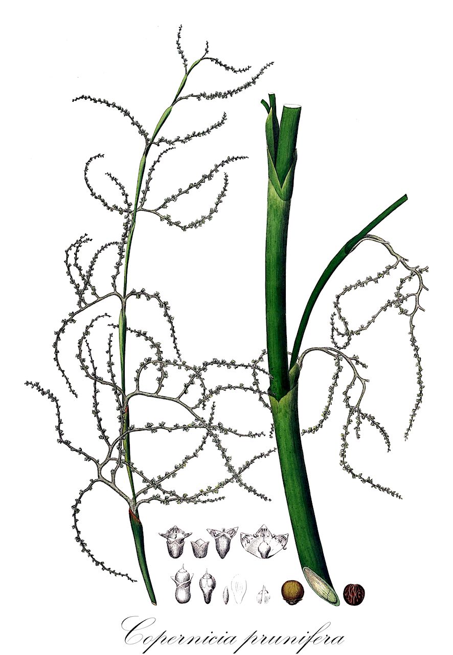 Copernicia prunifera - Arecaceae,Plantae,Pteridobiotina,Angiosperms,Arecales,Arecaceae,Copernicia,Copernicia prunifera,Arrudaria cerifera, Copernicia cerifera, Corypha cerifera, Palma prunifera,Carnaubapalme;Karnaubapalme
