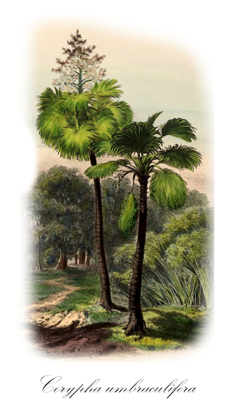 Corypha umbraculifera - Arecaceae,Plantae,Pteridobiotina,Angiosperms,Arecales,Arecaceae,Corypha,Corypha umbraculifera,Bessia sanguinolenta, Corypha guineensis