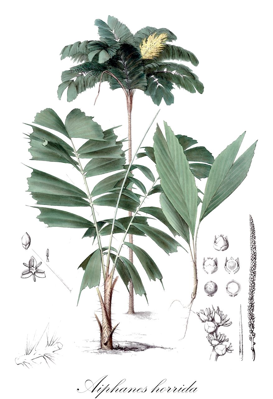 Aiphanes horrida - Arecaceae,Plantae,Pteridobiotina,Angiosperms,Arecales,Arecaceae,Aiphanes,Aiphanes horrida,Aiphanes aculeata, Aiphanes bicuspidata, Aiphanes caryotifolia, Aiphanes elegans, Aiphanes ernestii, Aiphanes orinocensis, Aiphanes praemorsa, Bactris praemorsa, Caryota horrida, Euterpe aculeata, Marara aculeata, Marara bicuspidata, Marara caryotifolia, Martinezia aculeata, Martinezia aiphanes, Martinezia caryotifolia, Martinezia elegans, Martinezia ernestii, Martinezia nobilis, Martinezia ulei, Tilmia caryotifolia