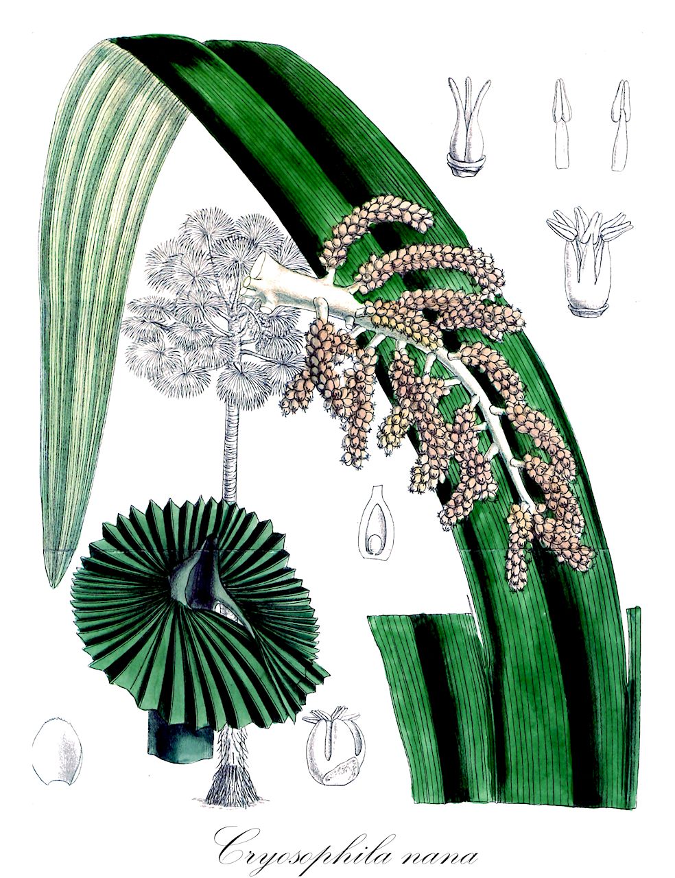 Cryosophila nana - Arecaceae,Plantae,Pteridobiotina,Angiosperms,Arecales,Arecaceae,Cryosophila,Cryosophila nana,Acanthorhiza aculeata, Acanthorhiza mocinoi, Acanthorrhiza aculeata, Acanthorrhiza mocinoi, Chamaerops mocinoi, Copernicia nana, Copernicia nana, Corypha nana, Cryosophila mocinoi, Cryosophila nana, Trithrinax aculeata